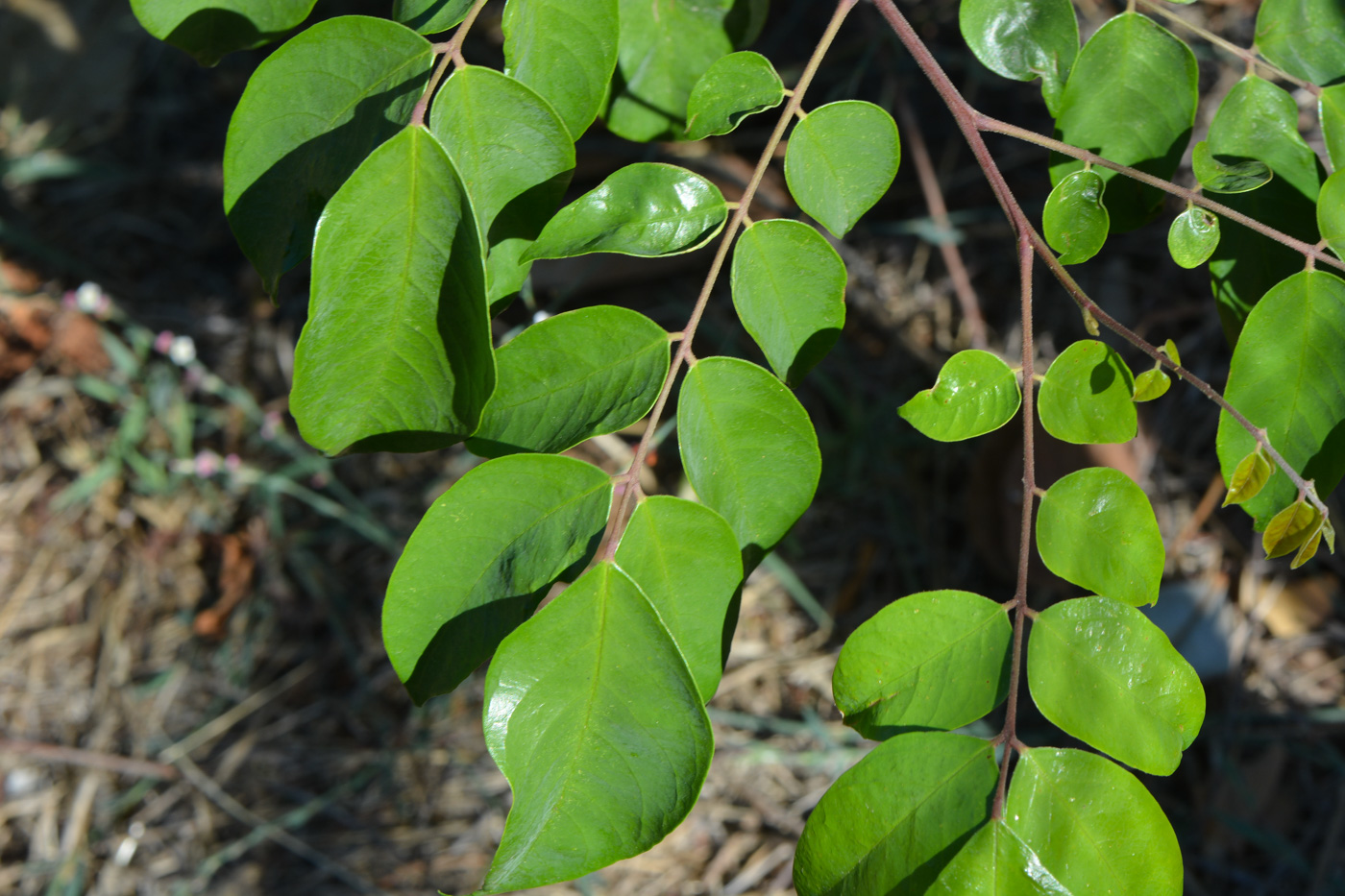 Image of Averrhoa carambola specimen.