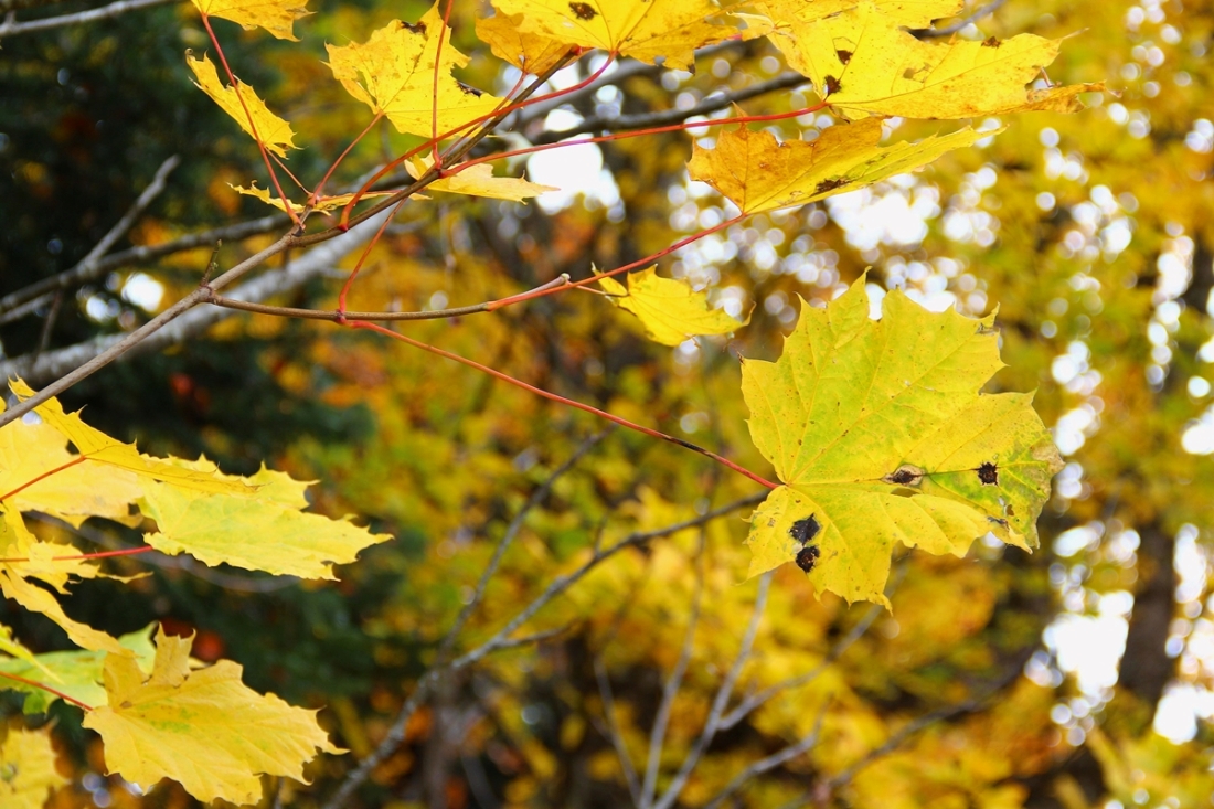 Image of Acer platanoides specimen.