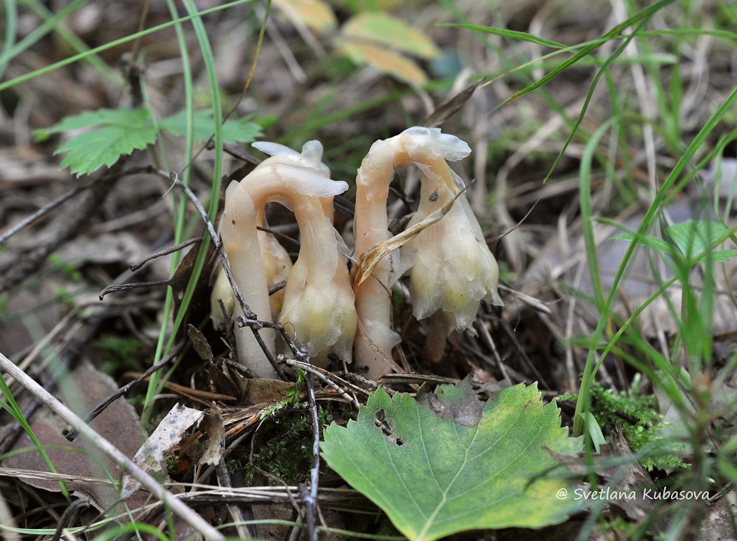 Image of Hypopitys monotropa specimen.