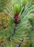 Pinus pumila