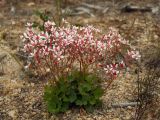 Micranthes nudicaulis