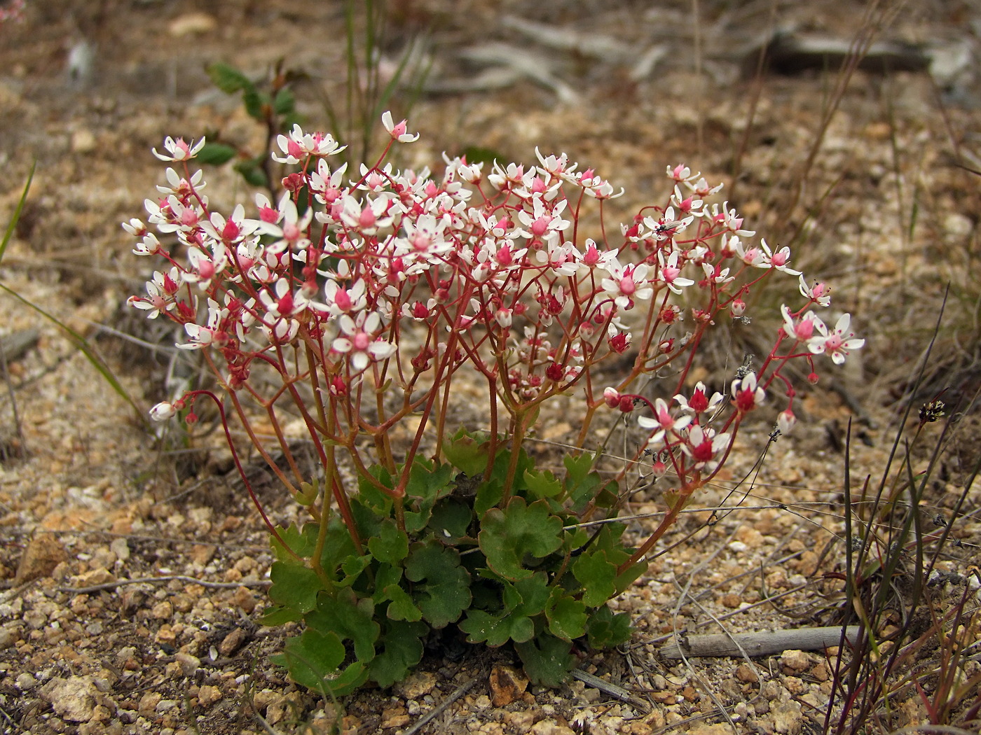 Image of Micranthes nudicaulis specimen.