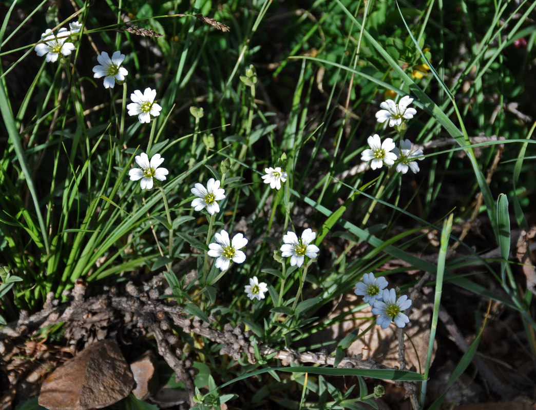 Image of Cerastium arvense specimen.