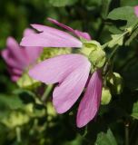 Malva thuringiaca