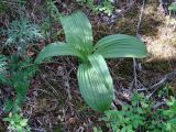 Veratrum nigrum