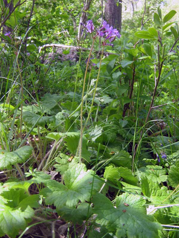 Image of Primula kaufmanniana specimen.