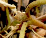 Asarum intermedium