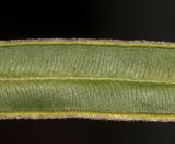 Pteris vittata