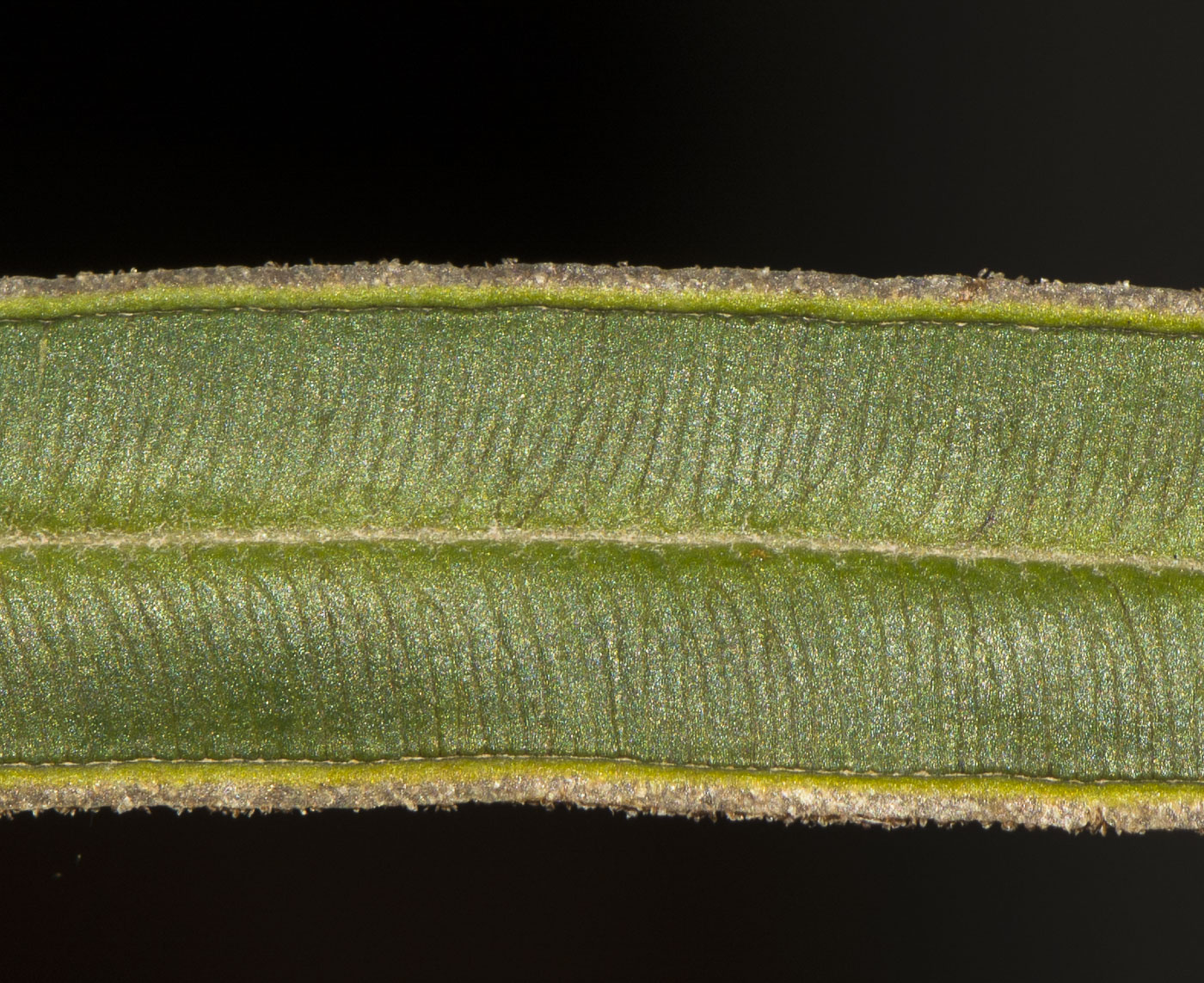 Image of Pteris vittata specimen.