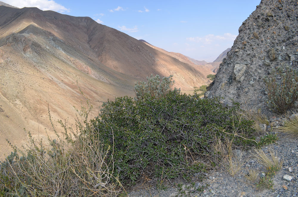 Image of Rhamnus songorica specimen.