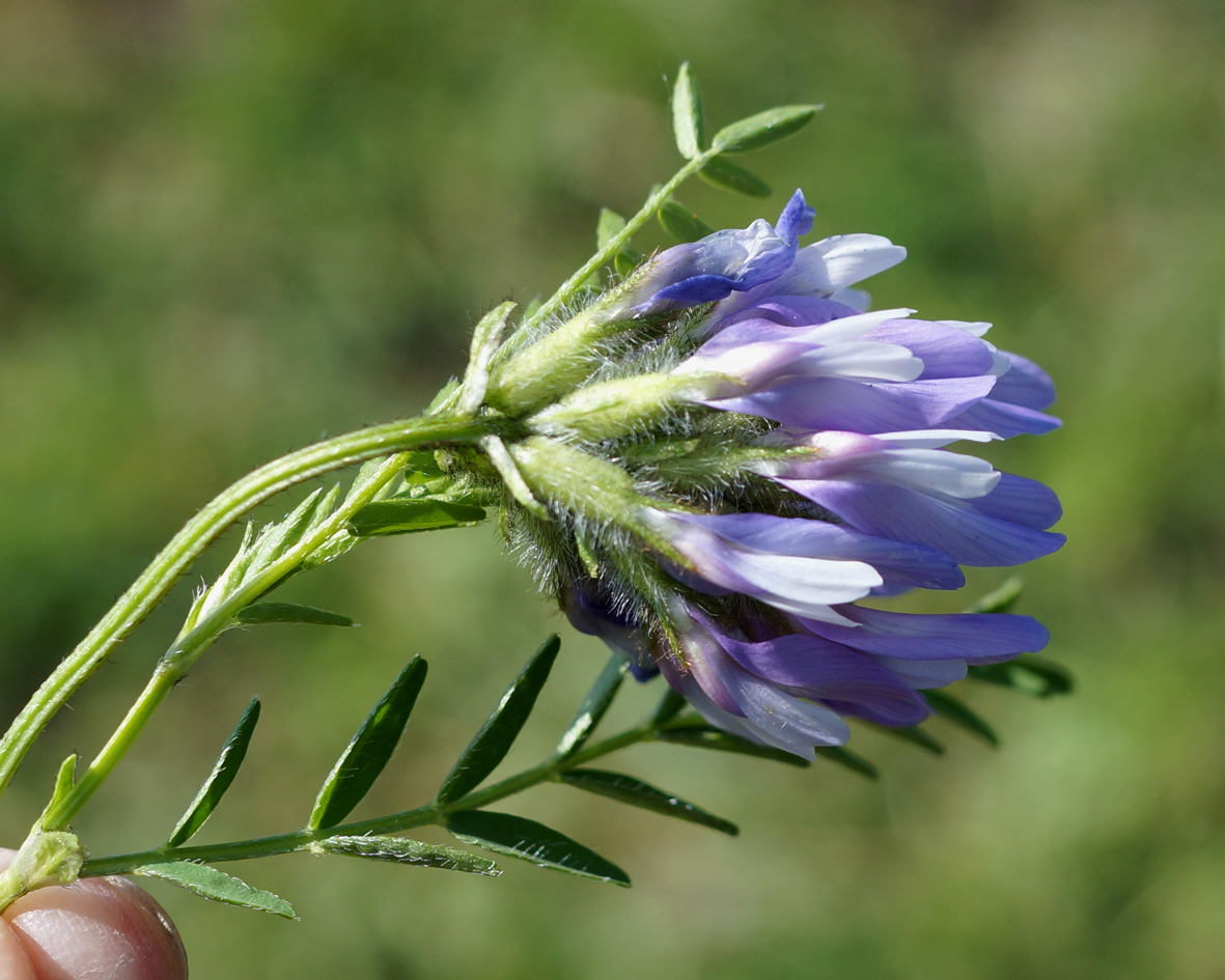 Изображение особи Astragalus agrestis.