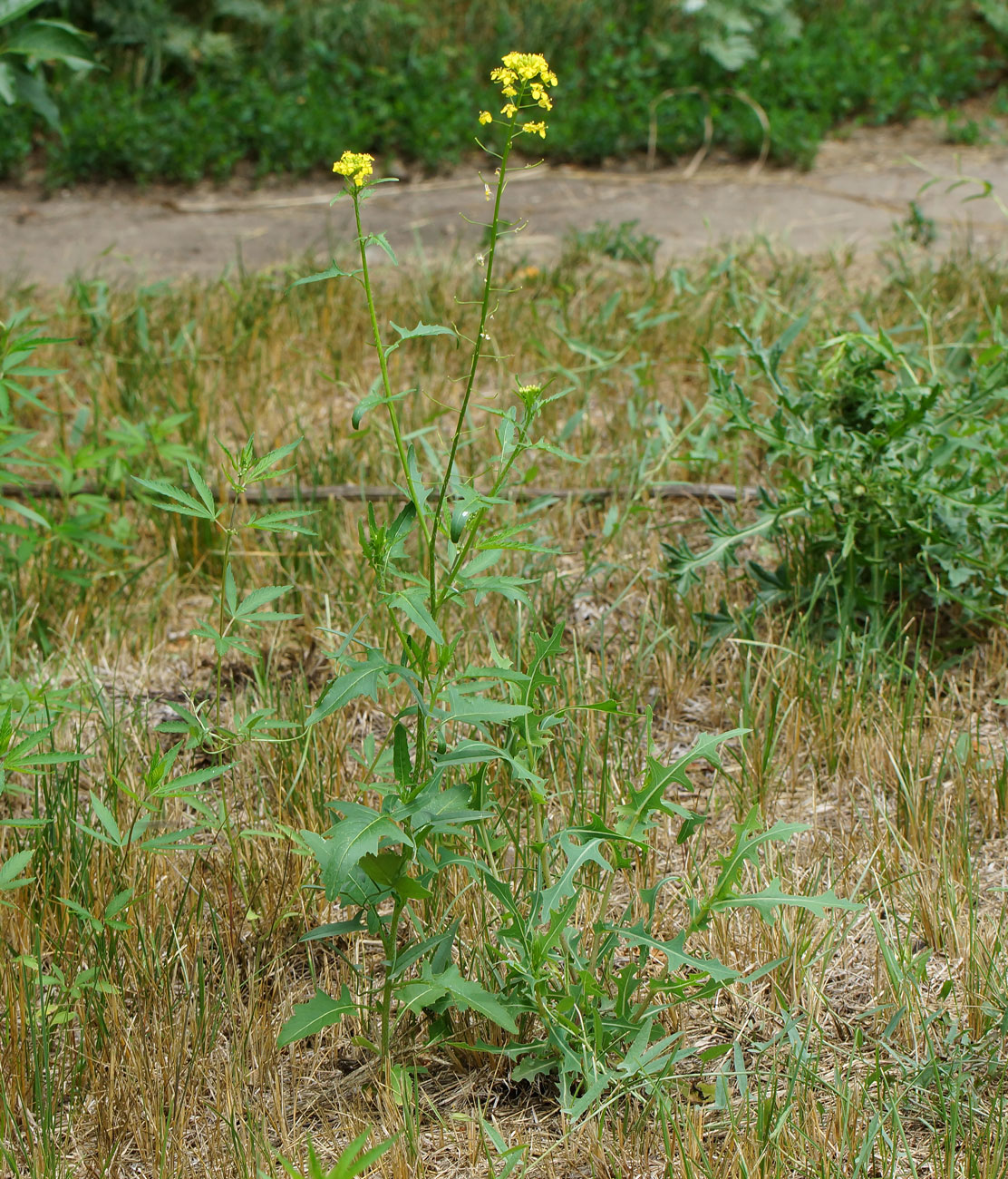 Image of Sisymbrium loeselii specimen.