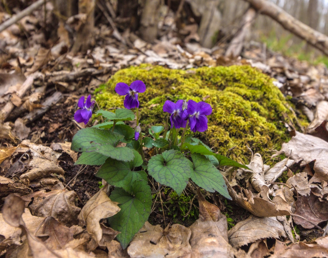 Изображение особи Viola dehnhardtii.