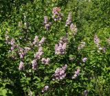 Syringa vulgaris