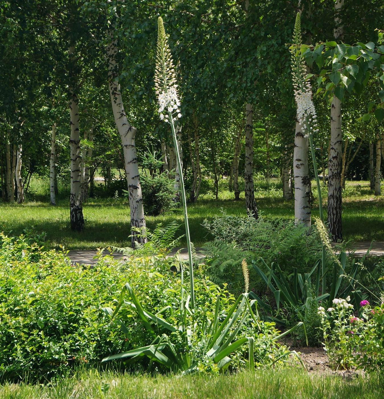 Изображение особи Eremurus robustus.