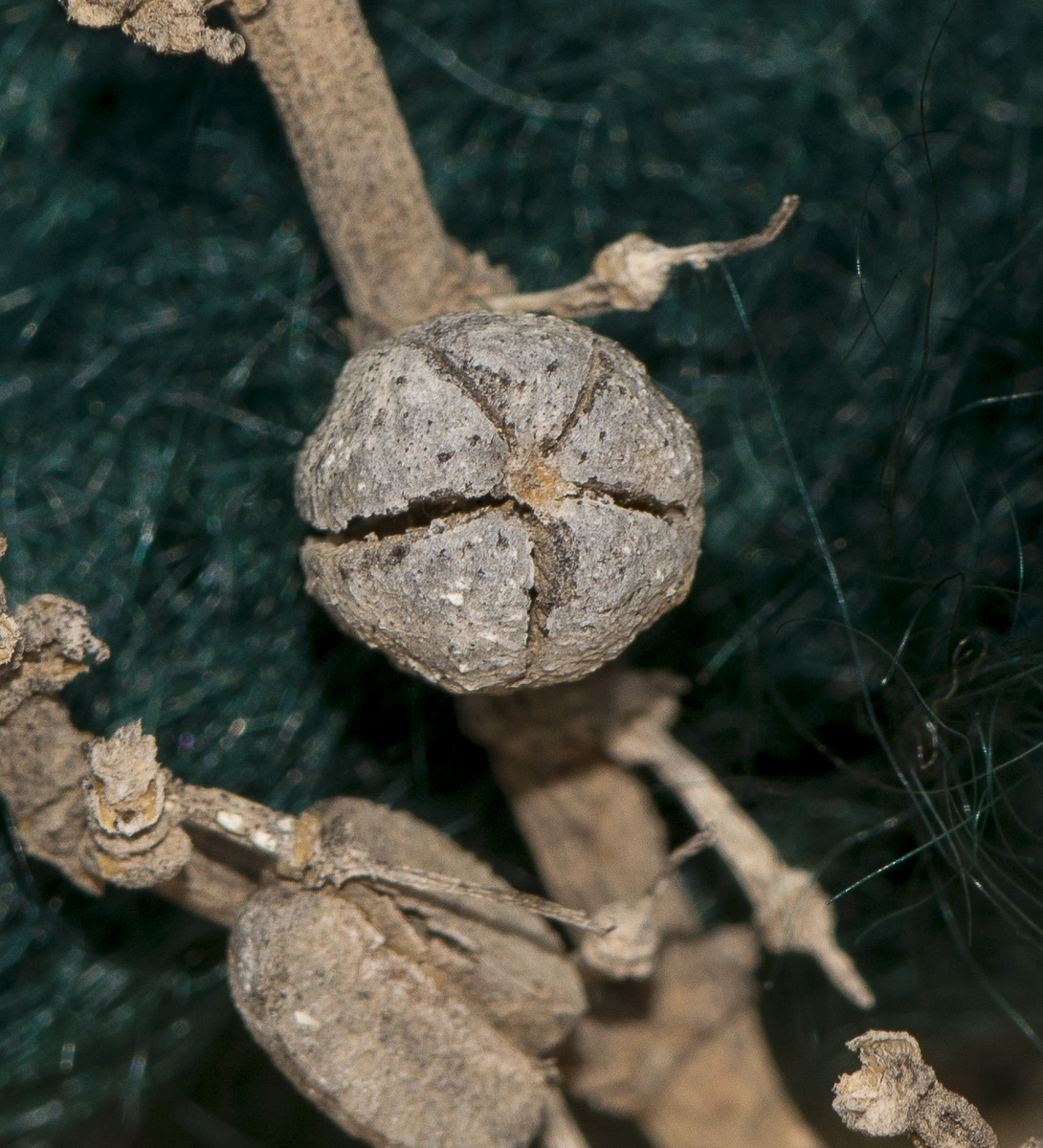 Изображение особи Tetraena fontanesii.