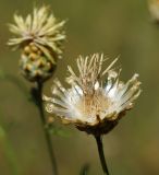 Centaurea orientalis