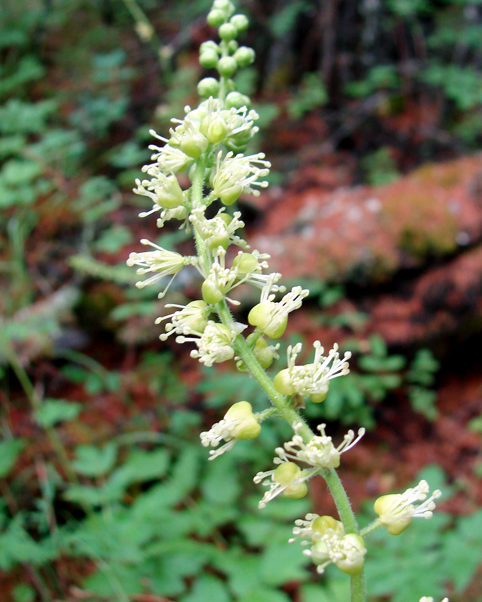 Image of Cimicifuga foetida specimen.