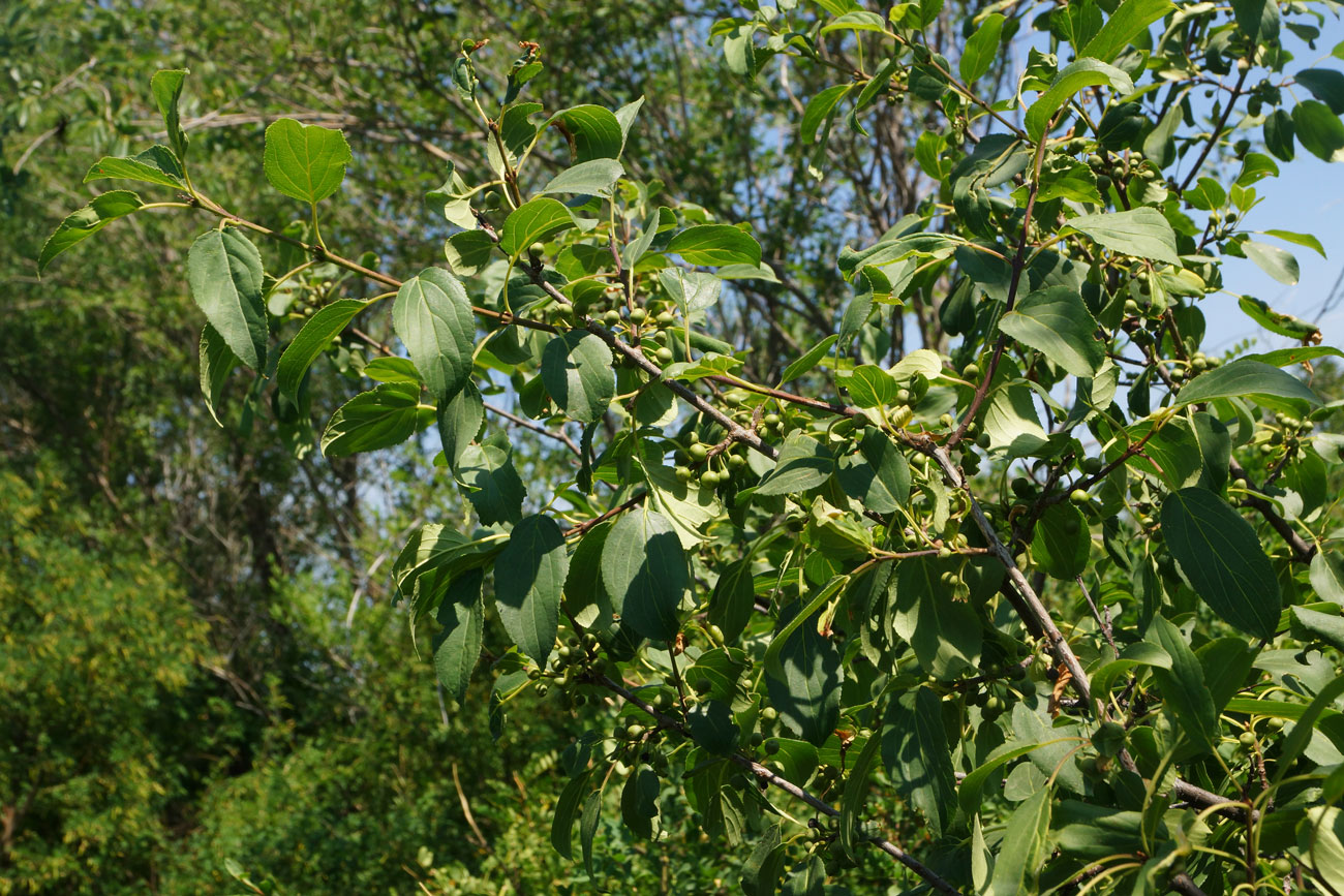 Изображение особи Rhamnus cathartica.