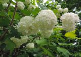 Viburnum форма roseum