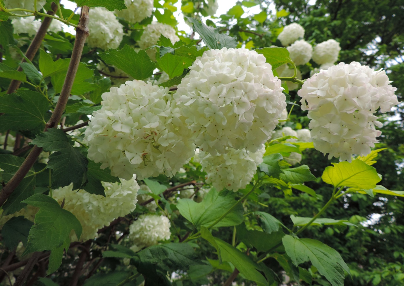 Изображение особи Viburnum opulus f. roseum.