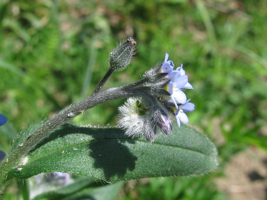 Изображение особи Myosotis arvensis.