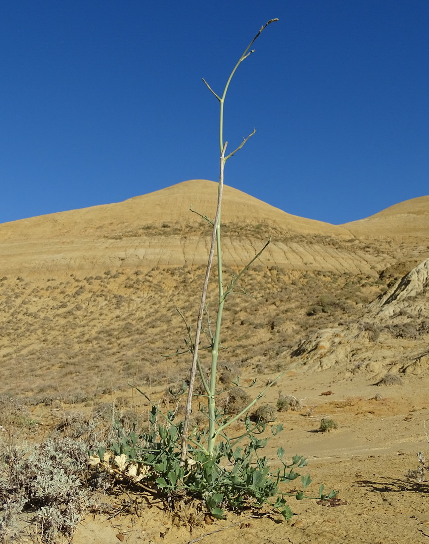 Image of Seseli eriocephalum specimen.