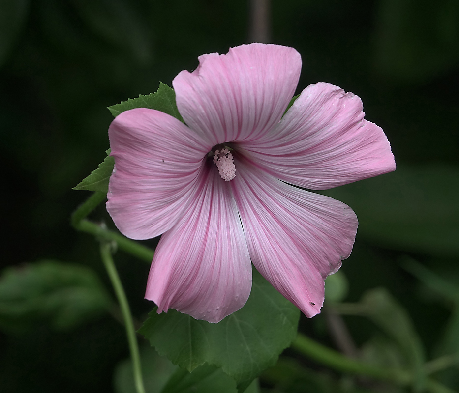 Image of Malva trimestris specimen.