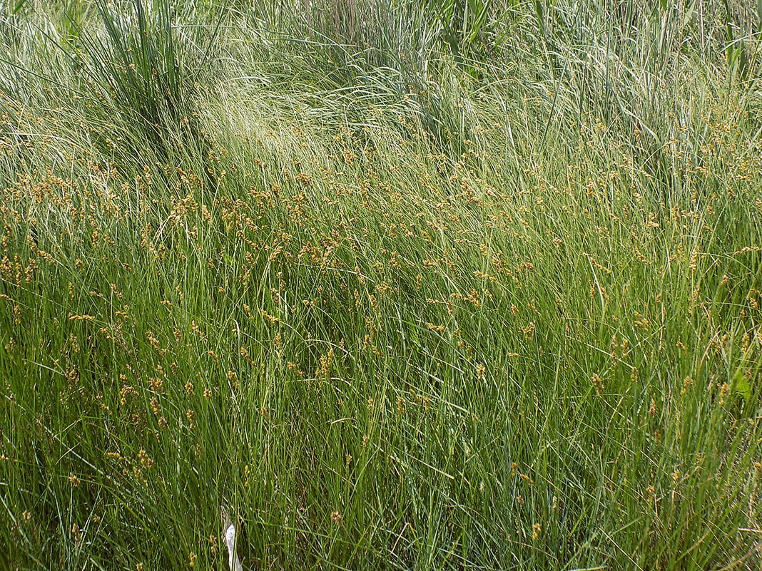 Image of Carex otrubae specimen.