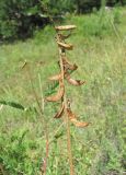 Astragalus falcatus