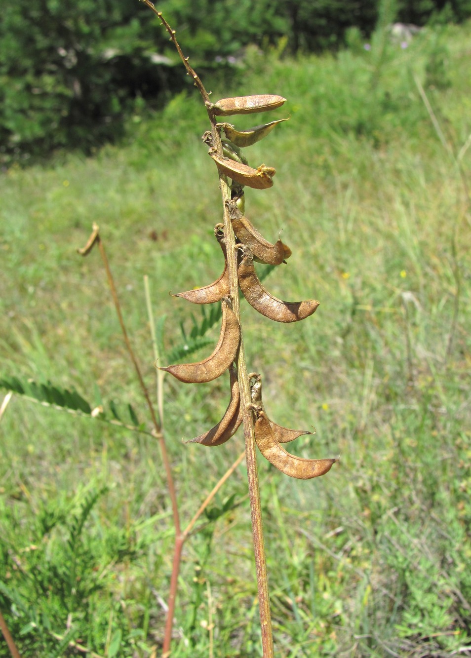 Изображение особи Astragalus falcatus.