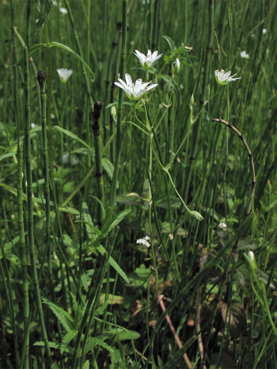 Изображение особи Stellaria palustris.