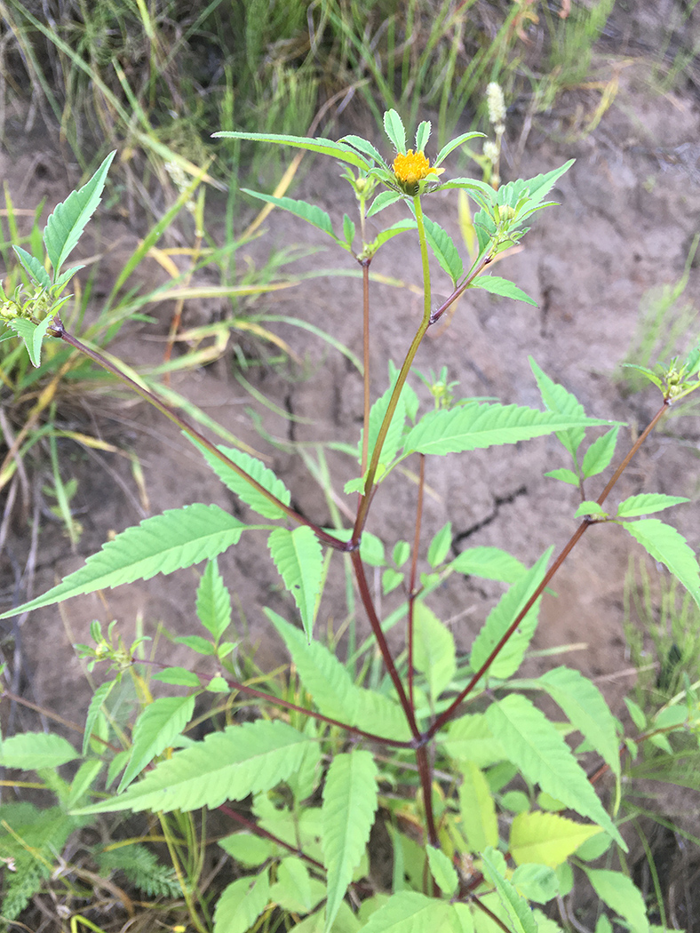 Image of Bidens frondosa specimen.