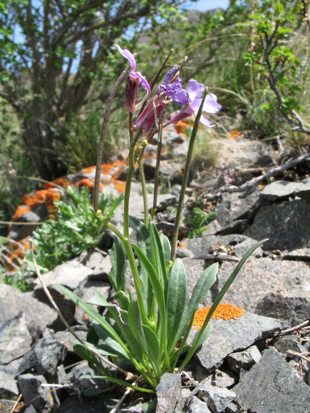 Image of Parrya stenocarpa specimen.