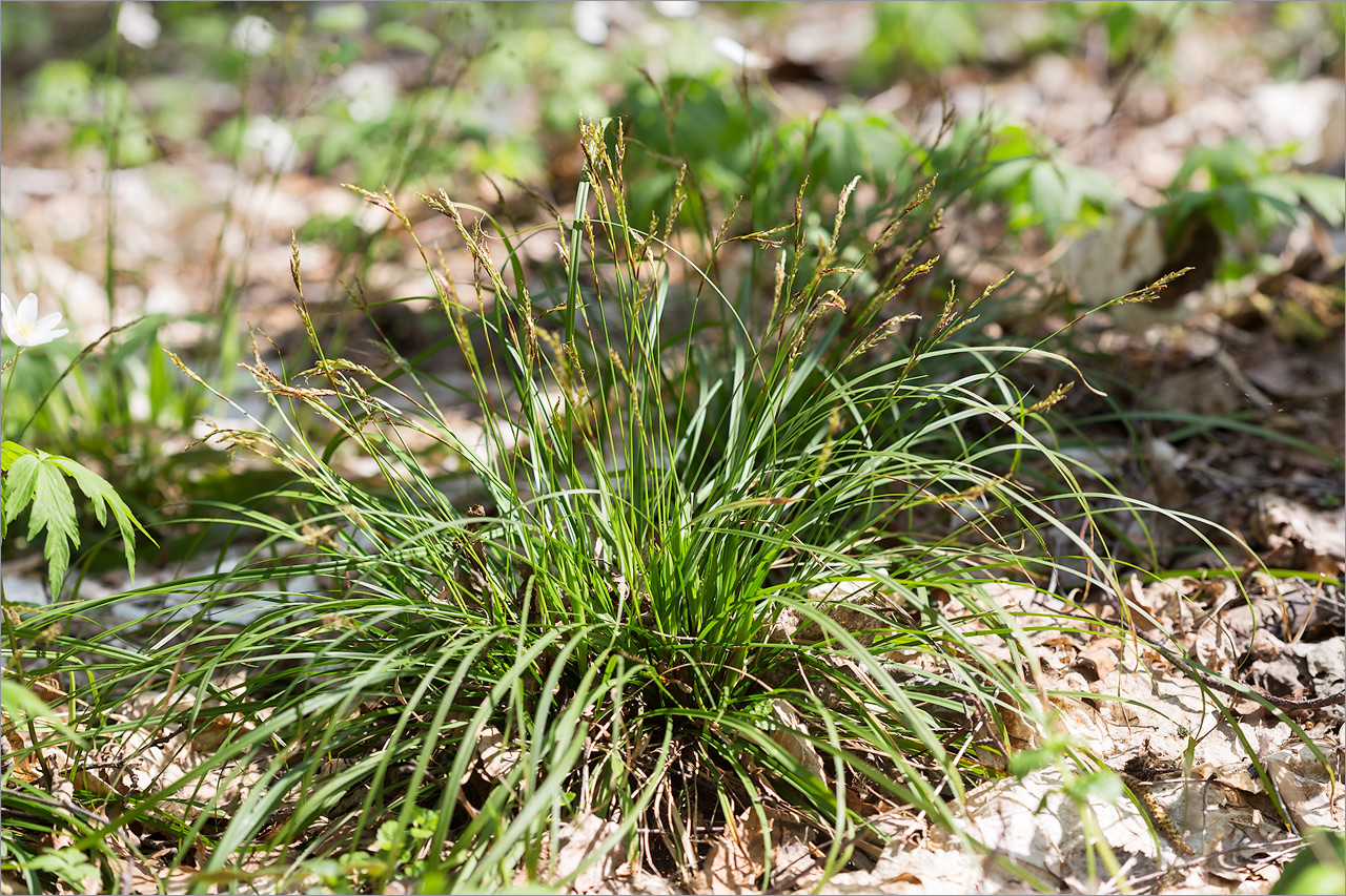 Image of Carex digitata specimen.