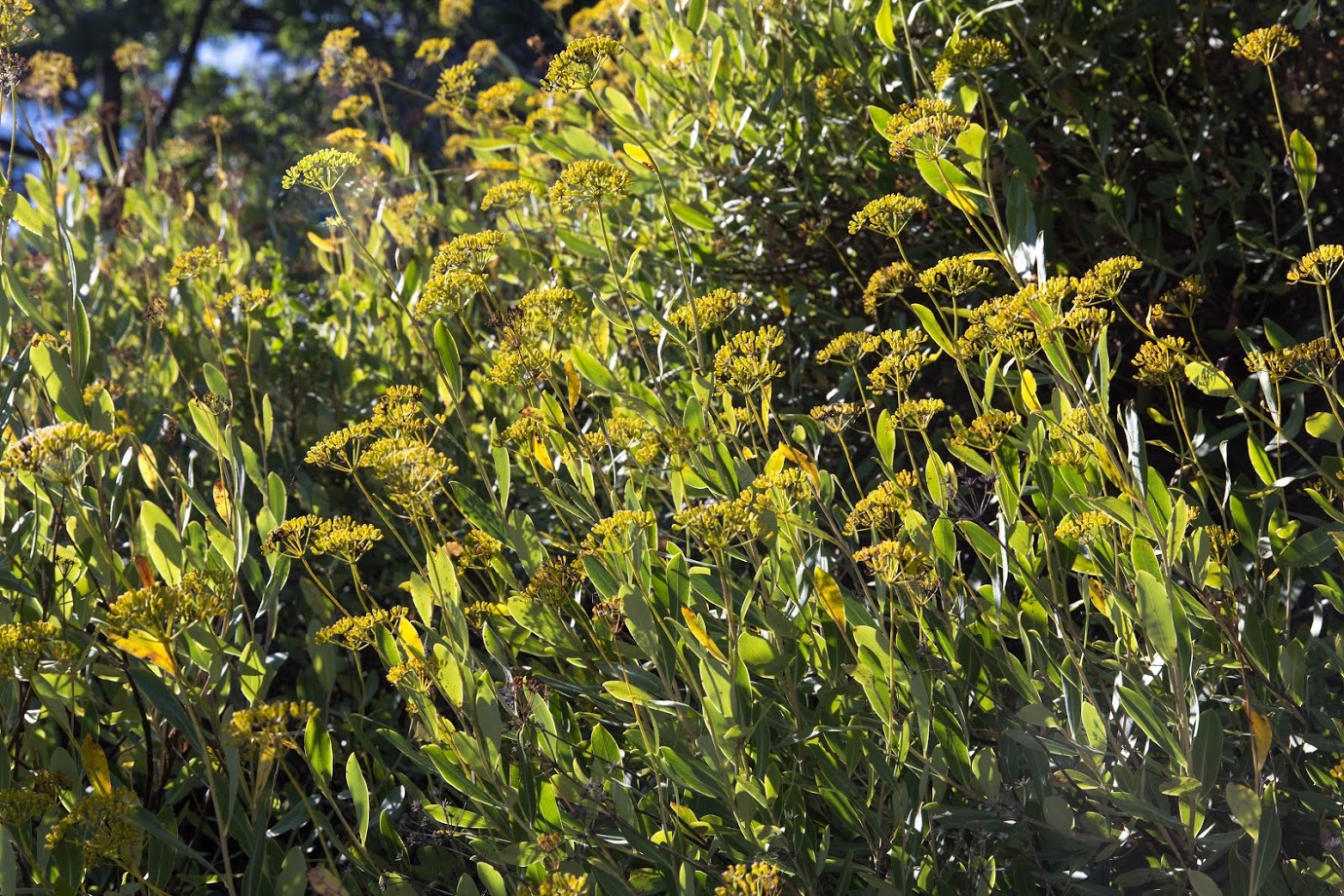 Image of Bupleurum fruticosum specimen.