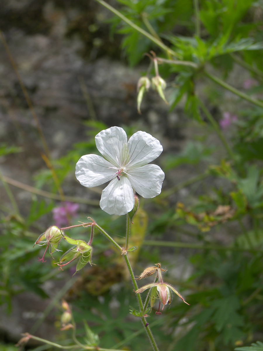 Image of Geranium kemulariae specimen.