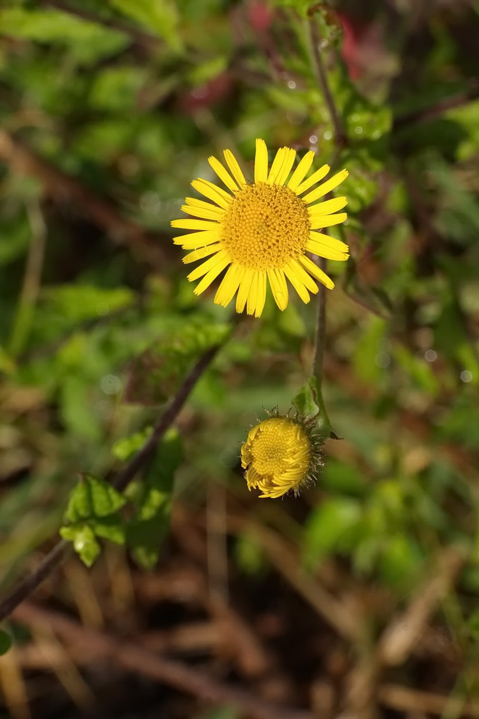 Image of Pulicaria dysenterica specimen.