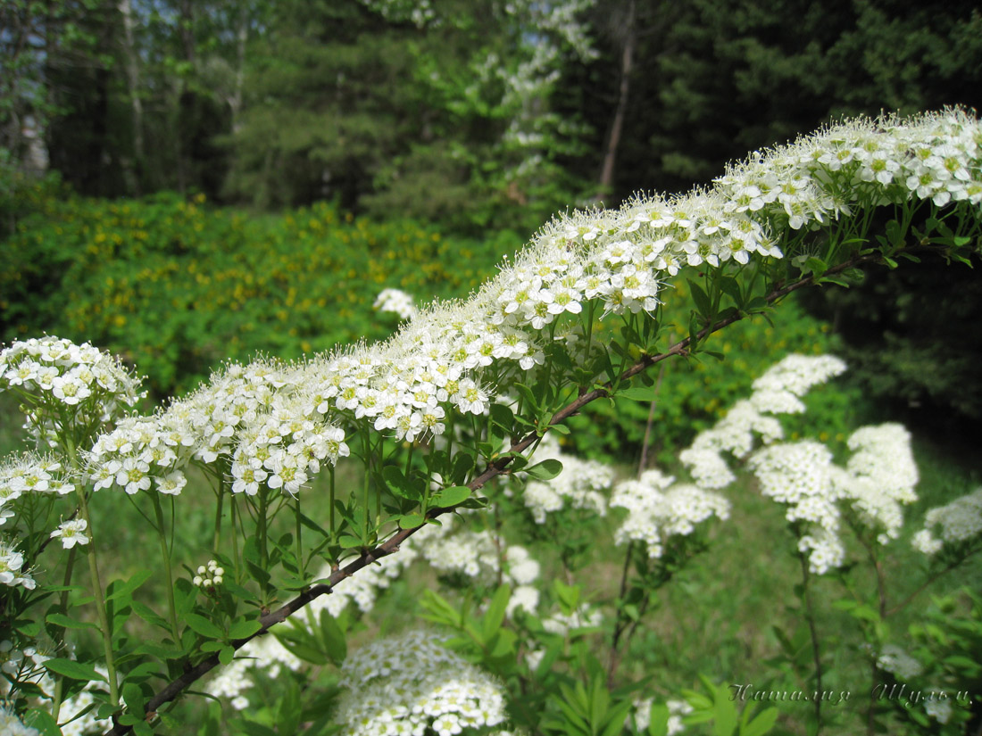 Image of Spiraea media specimen.