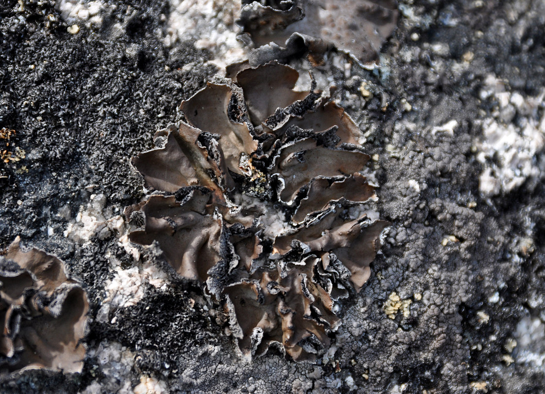 Image of genus Umbilicaria specimen.