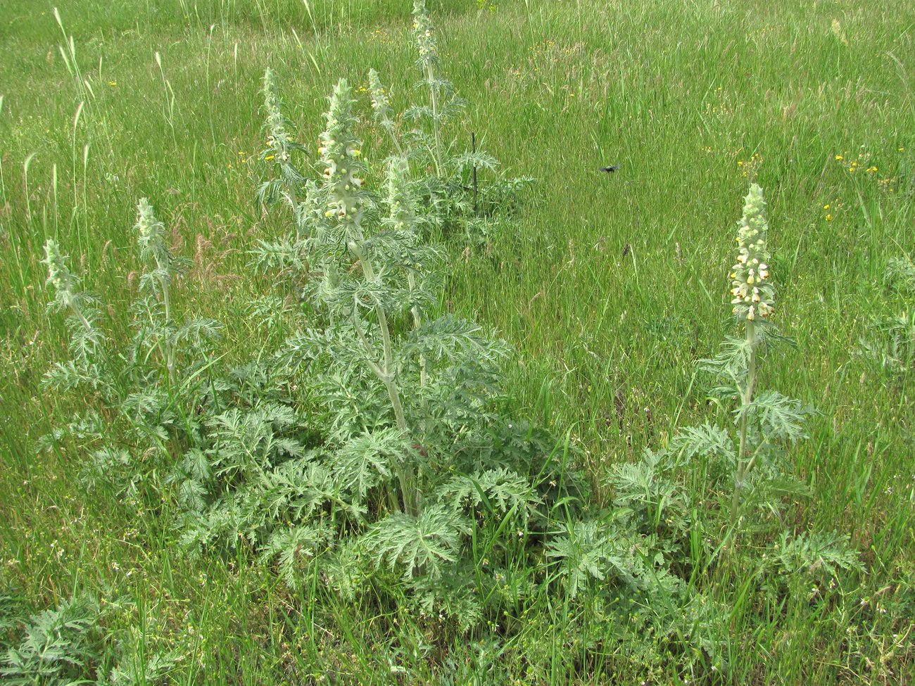 Image of Phlomoides laciniata specimen.