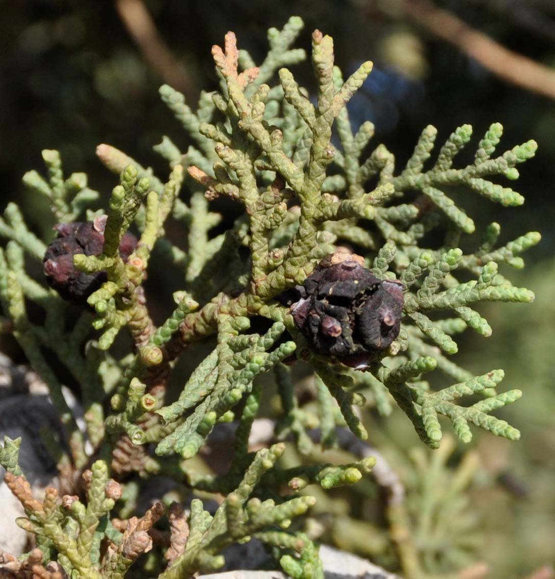 Image of Cupressus sempervirens specimen.