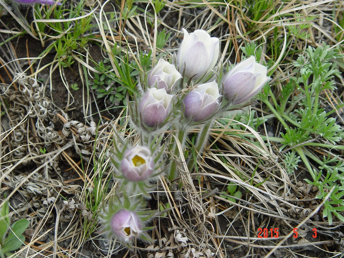 Изображение особи Pulsatilla herba-somnii.