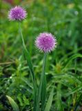 genus Allium. Верхушки побегов с соцветиями. Алтай, Катунский хребет, долина р. Куйгук, ≈ 2000 м н.у.м., субальпийский луг. 04.07.2018.