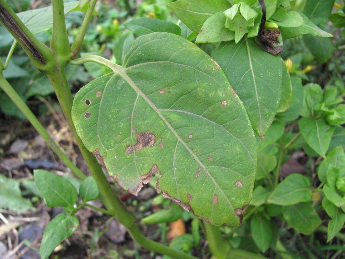 Изображение особи Mirabilis jalapa.