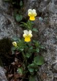 Viola tricolor ssp. alpestris