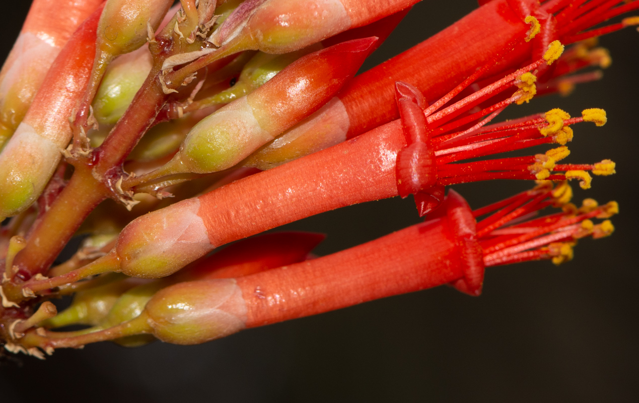 Изображение особи Fouquieria splendens.