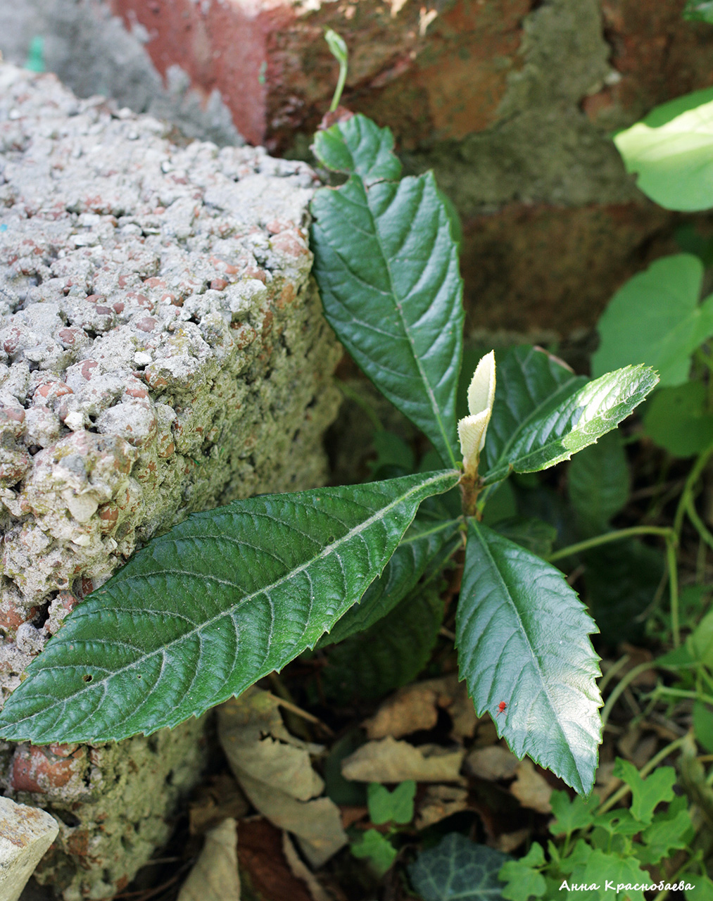 Изображение особи Eriobotrya japonica.