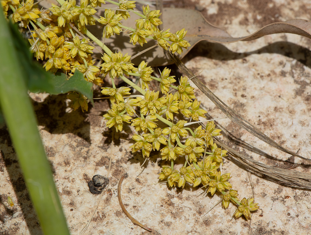Image of Lomandra longifolia specimen.