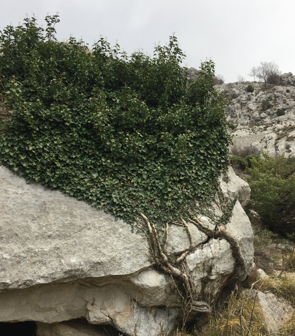 Image of Hedera helix specimen.